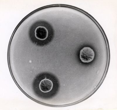 Piastre di Penicillium Chrysogenum mostranti attività contro Klebsiella pneumoniae