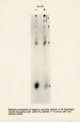 Radiocromatogrammi da esperienze sul diaframma di ratto