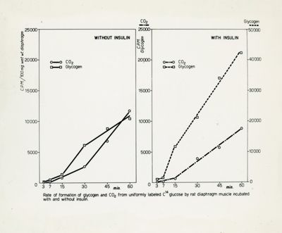 Diagramma di velocità di formazione del glicogeno e della CO2 da glucosio marcato