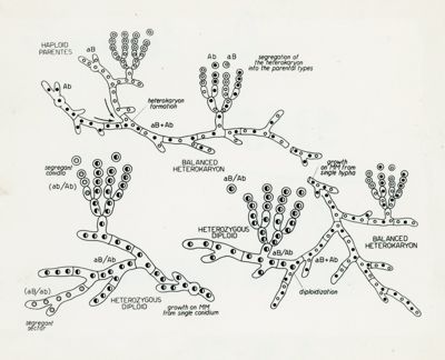 Schema di ciclo parasessuale di Penicillium chrysogenum