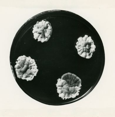 Eterocarion bilanciati in Penicillium chrysogenum