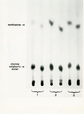 Auto-radiografia di un cromatogramma di autolizzato di micelio