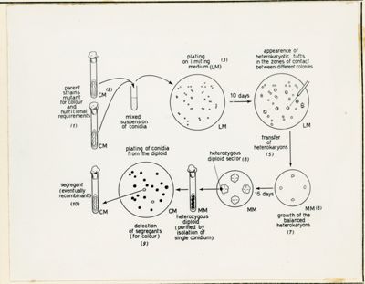 Metodo per la ricombinazione in Penicillium chrysogenum