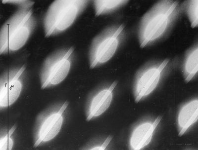 Ali di farfalle viste al microscopio elettronico