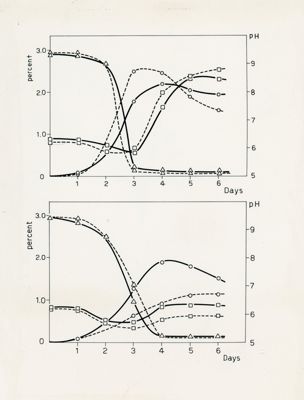 Tipica fermentazione di Paecilomyces varioti, Bainer