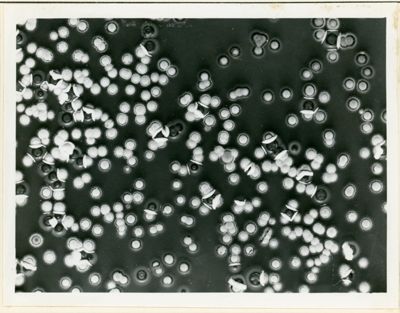 Eteriocarion tra due ceppi di Streptomyces