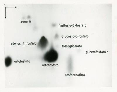 Auto-radiografia di un cromatogramma di un estratto di diaframma di ratto (aerobiosi)