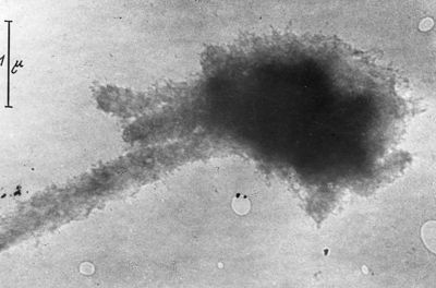 Infezione di un germe batteriofago al microscopio elettronico
