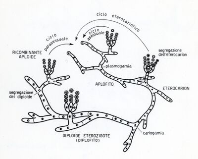 Cicli riproduttivi in penicillium e negli eumiceti