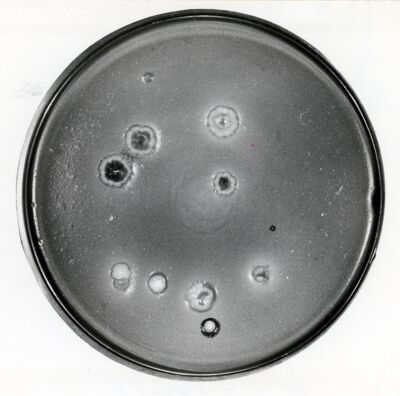 Mutante di Penicillinm attivo contro Bacillus cereus