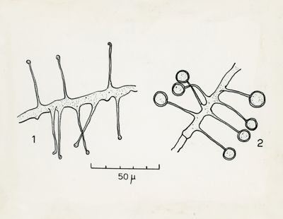 Haplosporangium sp. Nov.