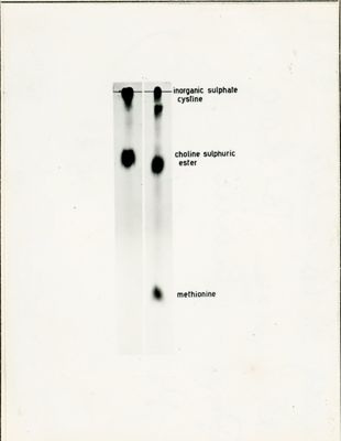Metabolismo dello zolfo radiattivo nel Penicillium Chrysogenum