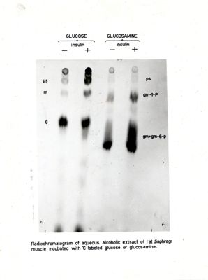 Radiocromatogramma di estratto idroalcolico