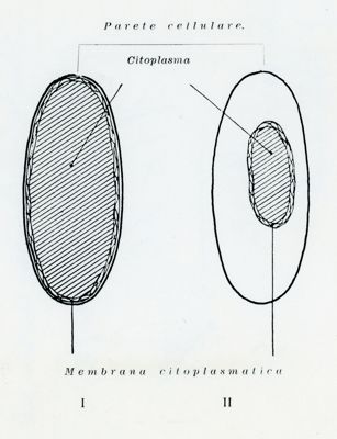 Cellula batterca normale (I) e dopo plasmolisi (II)