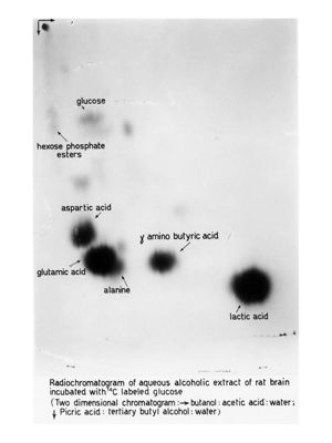 Cromatografia di estratto radioattivi di cervello di ratto