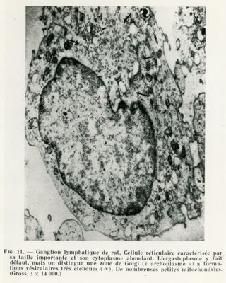 Sezione di ghiandola linfatica di ratto