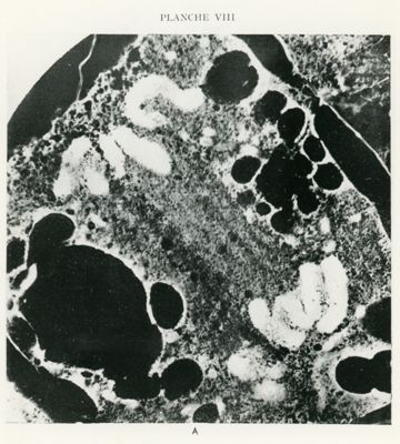 Cromosomi di una cellula vegetale