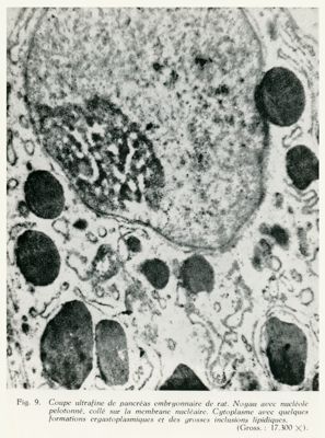 Sezione di pancreas embrionale di ratto
