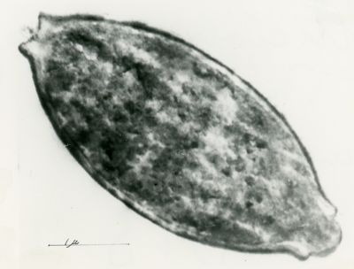 Sezione di cellula microbica in fase di sporulazione apicale