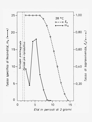 Grafico del tasso specifico di fecondità e del tasso di sopravvivenza di una colonia di mosche in base all'età degli individui in giorni, a 28°C