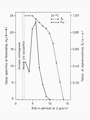 Grafico del tasso specifico di fecondità e del tasso di sopravvivenza di una colonia di mosche in base all'età degli individui in giorni, a 24°C