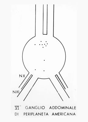 Schema del VI ganglio addominale dello scarafaggio Periplaneta americana