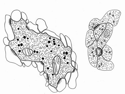 Disegno relativo alle cellule di un tessuto non determinabile