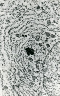 Particolare a forte ingrandimento del citoplasma di una cellula contenente un ricco reticolo endoplasmatico