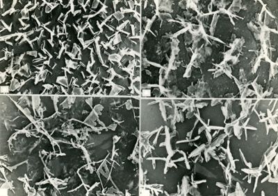 Cristalli di ossido di zinco osservati mediante la tecnica dell'ombreggiatura (deposito di particelle di metalli pesanti sulla superficie del campione)