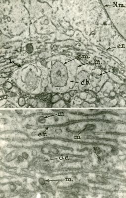 Particolare del citoplasma di una cellula contenete uno sviluppato reticolo endoplasmatico