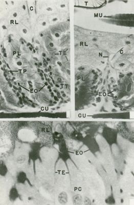 Sezioni semifine osservate al microscopio elettronico a basso ingrandimento