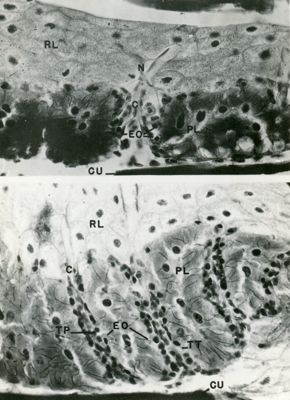 Sezioni semifine osservate al microscopio elettronico a basso ingrandimento