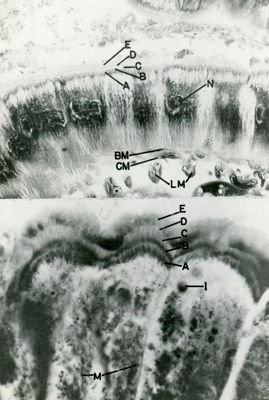 Immagini a basso ingrandimento di un tessuto epiteliale cubico semplice