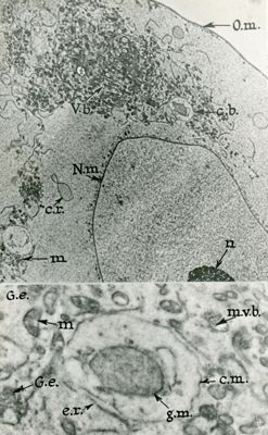 Immagini a basso ingrandimento (in alto) e particolare a forte ingrandimento (in basso) di una cellula in cui sono visibili, tra l'altro, la membrana esterna (O.m.), la membrana nucleare (N.m.), il nucleo (n), i mitocondri (m)