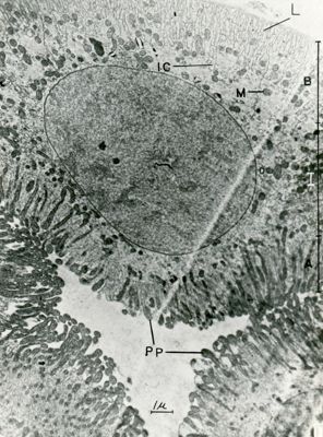 Cellule mucipare di epitelio ghiandolare