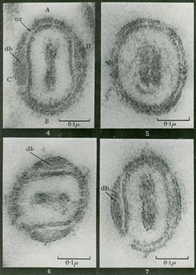 Sezioni di particelle extracellulari di virus del vaiolo. La particelle mature possiedono un involucro a doppia membrana ed un nucleocapside cilindrico