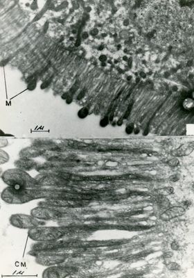 Particolari della superficie di cellule di epitelio ghiandolare. La secrezione avviene attraverso i lunghi microvilli