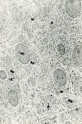 Immagine a basso ingrandimento di un tessuto con cellule molto compatte. Sono ben visibili i nuclei e numerosi organuli cellulari nel citoplasma rarefatto