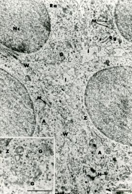 Particolare di un tessuto che mostra porzioni di quattro cellule adiacenti con nucleo ben preservato (Nc) e numerosi organuli citoplasmatici