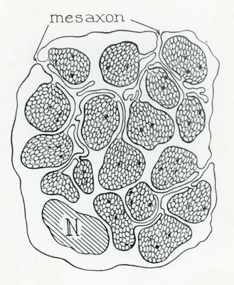 Disegno schematico della sezione di una fibra nervosa amielinica (cellula di Schwann). Sono evidenziati il nucleo, gli assoni e i mesassoni