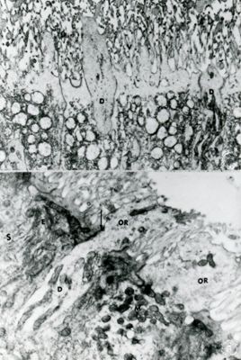 Osservazione a basso ingrandimento di un tessuto biologico costituito da cellule molto vacuolizzate