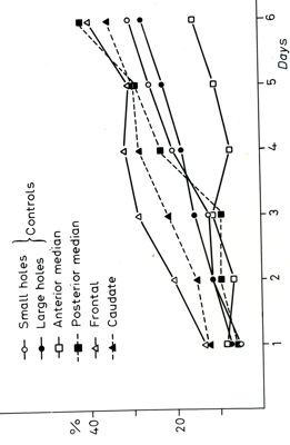 Grafici