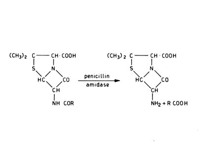Formule di struttura della penicillina amidasi