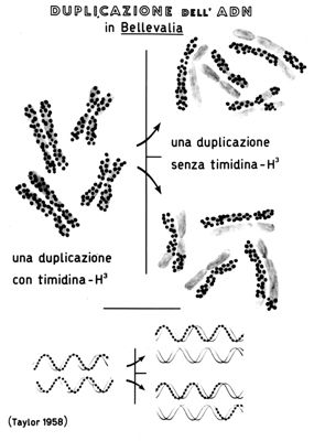 Duplicazione con e senza timidina del DNA nella Bellevalia