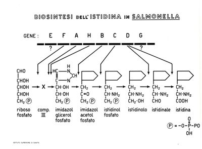 Biosintesi dell'istidina in salmonella