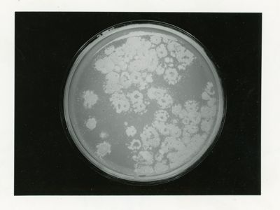 Replica plasting in Penicillium