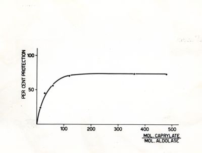 Grafico - asse delle ascisse mol. caprylate / mol. aldolase; asse delle ordinate: per cent protection