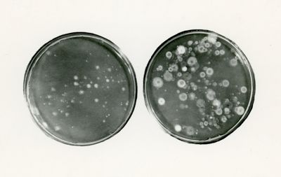 Effetti genetici della parafluorofenilalanina - resistenza indotta da U.V.