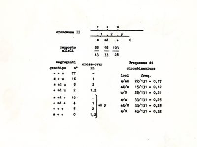 Tabella riguardante il Cromosoma 2