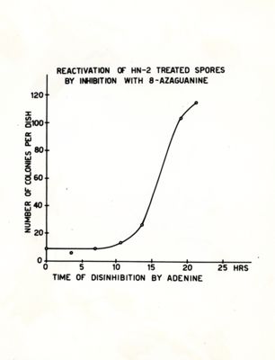 Riattivazione di spore trattate con HN-2 mediante inibizione con 8-azaguanina